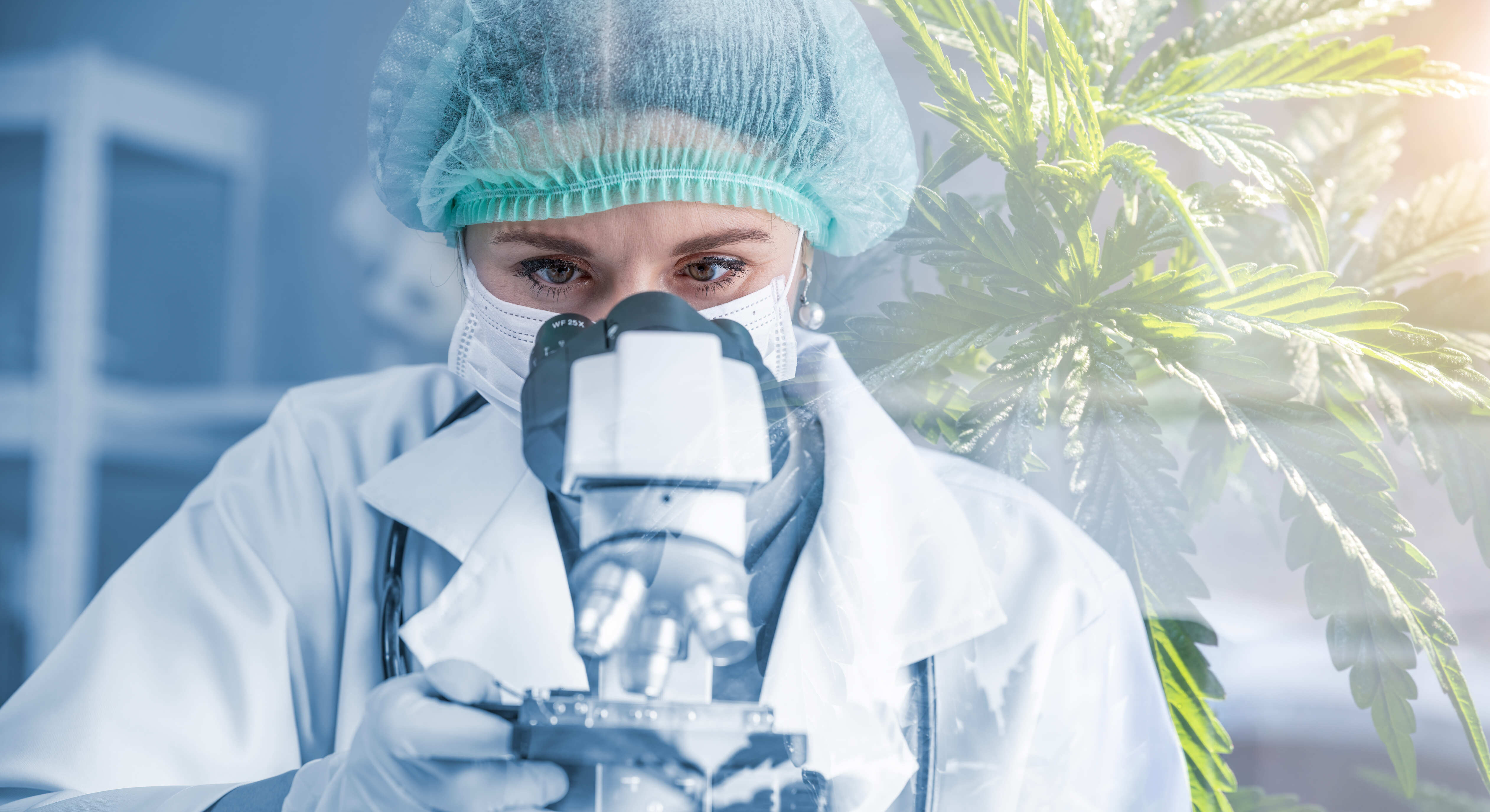 Acesso à Cannabis medicinal cresce e exige segurança